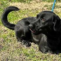 Thumbnail photo of Linnie #1