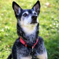 Thumbnail photo of ROSCOE - SWEET SENIOR #3