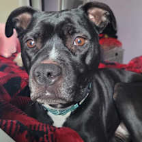 Thumbnail photo of Blaise #4