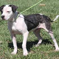 Thumbnail photo of Ruger (Photos 3/25/2024) #1