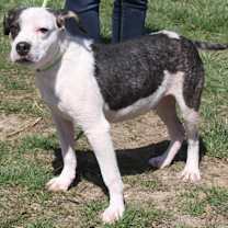 Thumbnail photo of Ruger (Photos 3/25/2024) #2