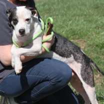 Thumbnail photo of Ruger (Photos 3/25/2024) #4