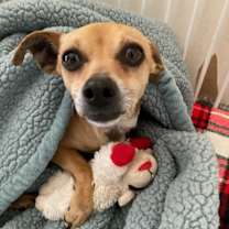 Thumbnail photo of Isabelle #2