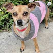 Thumbnail photo of Isabelle #3