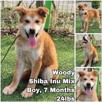 Thumbnail photo of Woody from Korea #1