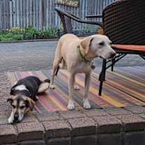 Thumbnail photo of Toby - Totally Pawsome! #4