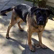 Thumbnail photo of Bandit #1