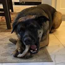 Thumbnail photo of Bandit #2