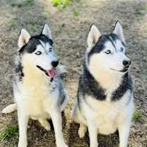 Thumbnail photo of Kane #2