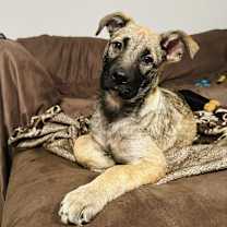 Thumbnail photo of Scarlett #1