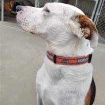 Thumbnail photo of Hank #4