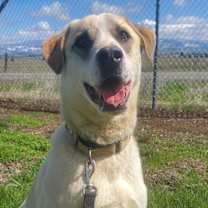 Thumbnail photo of Jasper #3