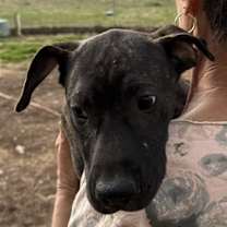 Thumbnail photo of Becky Jo #2