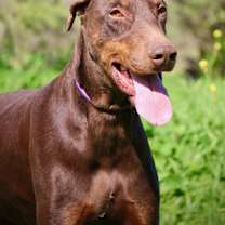 Thumbnail photo of Darby #3