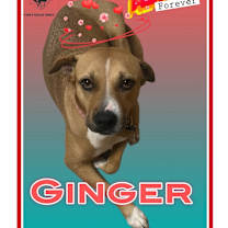 Thumbnail photo of GINGER #1