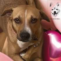 Thumbnail photo of GINGER #2
