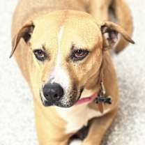Thumbnail photo of GINGER #3