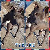 Thumbnail photo of Tyrone #3