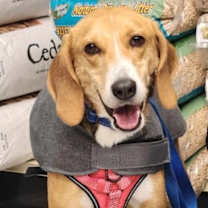 Thumbnail photo of Peppermint *Adopt or Foster* #3