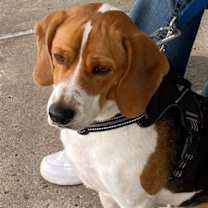 Thumbnail photo of Boomer *Adopt or Foster* #2