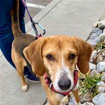 Thumbnail photo of Peppermint *Adopt or Foster* #4