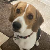 Thumbnail photo of Boomer *Adopt or Foster* #3