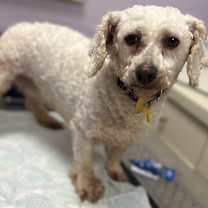 Thumbnail photo of Millie-PUPPYMILL RESCUE #1