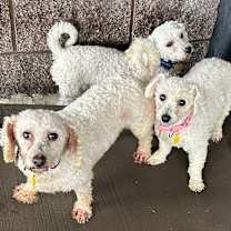 Thumbnail photo of Millie-PUPPYMILL RESCUE #2