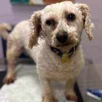 Thumbnail photo of Millie-PUPPYMILL RESCUE #3