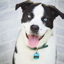 Thumbnail photo of Jameson #1