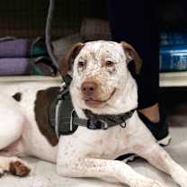 Thumbnail photo of Dexter #1