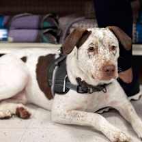 Thumbnail photo of Dexter #2