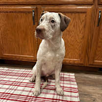 Thumbnail photo of Dexter #4