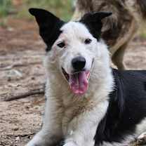 Thumbnail photo of Bandit #1