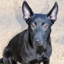 Thumbnail photo of Shenzi #1
