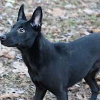 Thumbnail photo of Shenzi #2