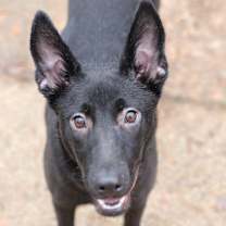 Thumbnail photo of Shenzi #3