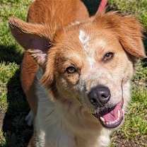 Thumbnail photo of Dex #1