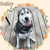 Thumbnail photo of Bailey #1