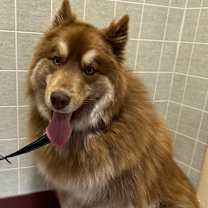 Thumbnail photo of Rex #1