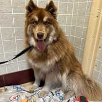Thumbnail photo of Rex #3