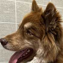 Thumbnail photo of Rex #4