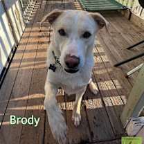 Thumbnail photo of Brody #1