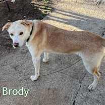 Thumbnail photo of Brody #3