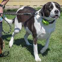 Thumbnail photo of Suzie #2
