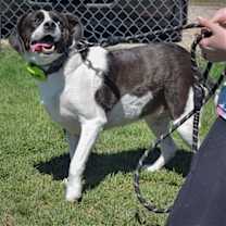 Thumbnail photo of Suzie #3