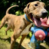 Thumbnail photo of Arnold(Charlie) #1