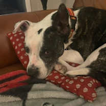 Thumbnail photo of Prim #4