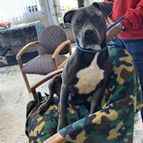 Thumbnail photo of Bo #1