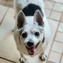 Thumbnail photo of Coco #1